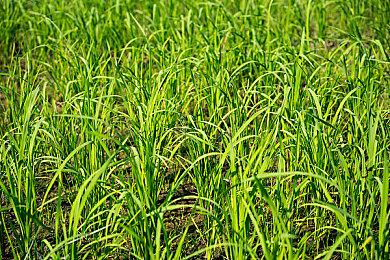 骂归骂吃归吃！《怪物猎人：荒野》在线人数重回Steam前十